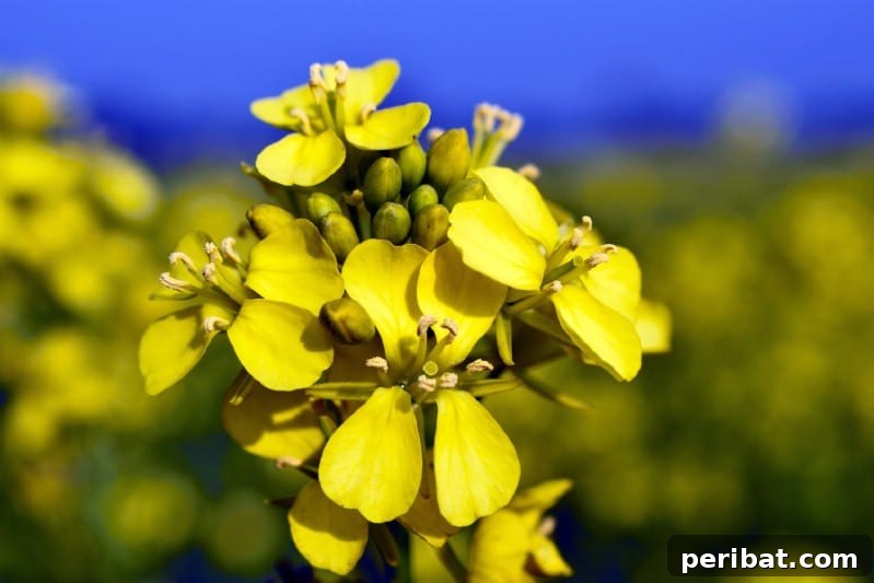 Mustard
