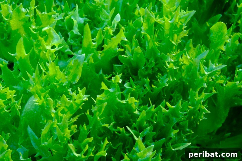 Endive