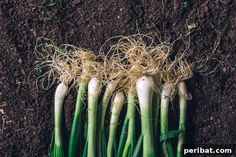 Scallions