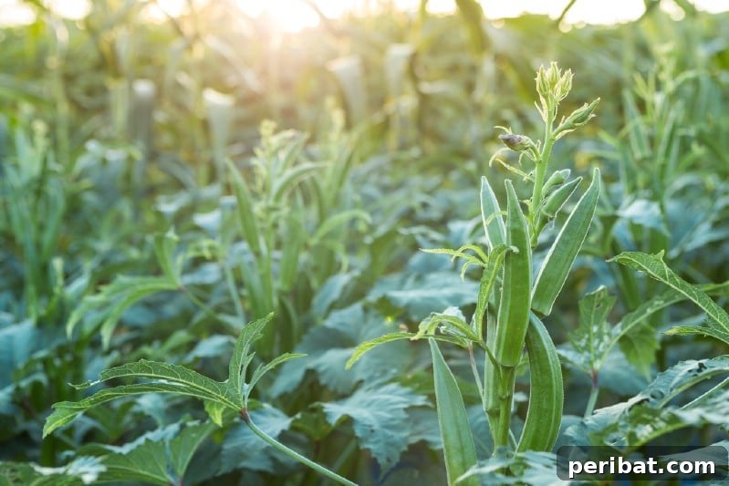 Okra