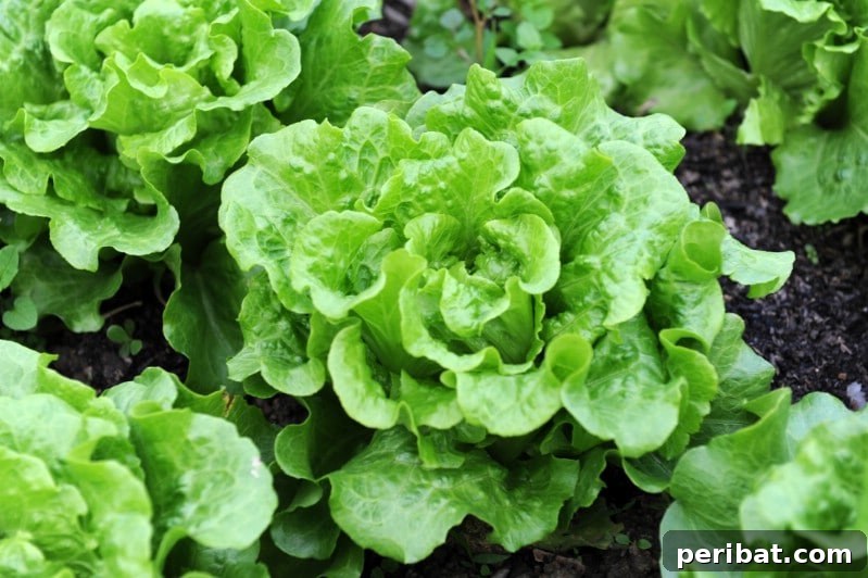 Lettuce