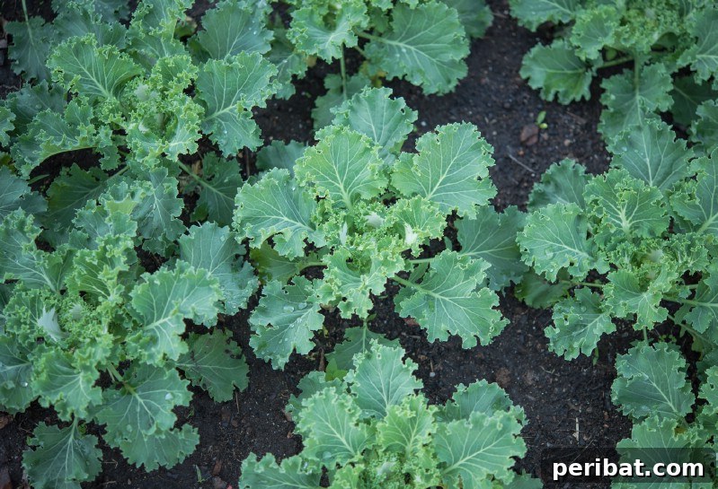 Kale