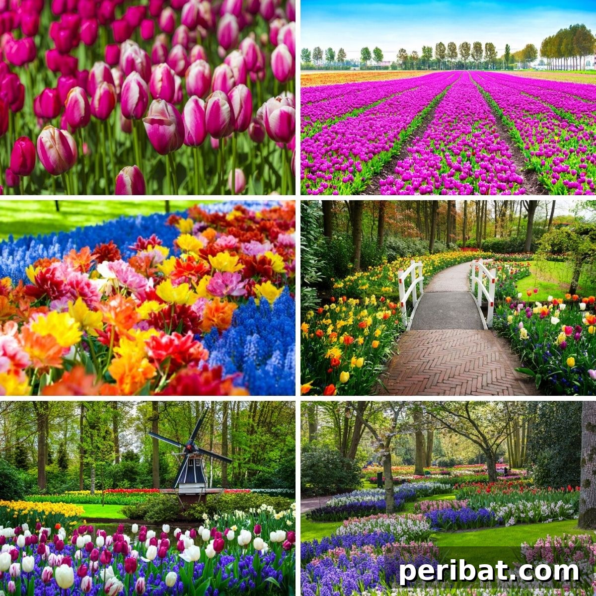 A Sea of 7 Million Blooms Netherlands Grandest Gardens in 50 Photos 2 Stunning floral display at Keukenhof Gardens