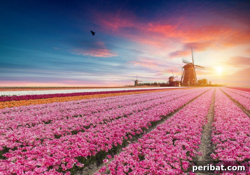 A Sea of 7 Million Blooms Netherlands Grandest Gardens in 50 Photos 12 Traditional Dutch Windmills and Houses
