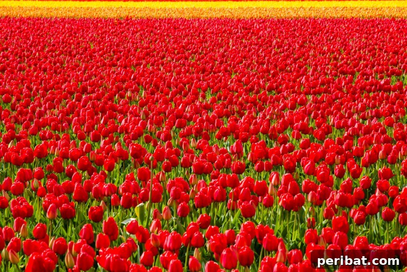 A Sea of 7 Million Blooms Netherlands Grandest Gardens in 50 Photos 14 Simple Monochromatic Tulip Planting