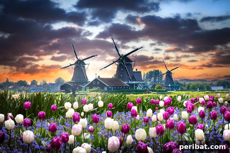 A Sea of 7 Million Blooms Netherlands Grandest Gardens in 50 Photos 17 Storm Coming in at Keukenhof