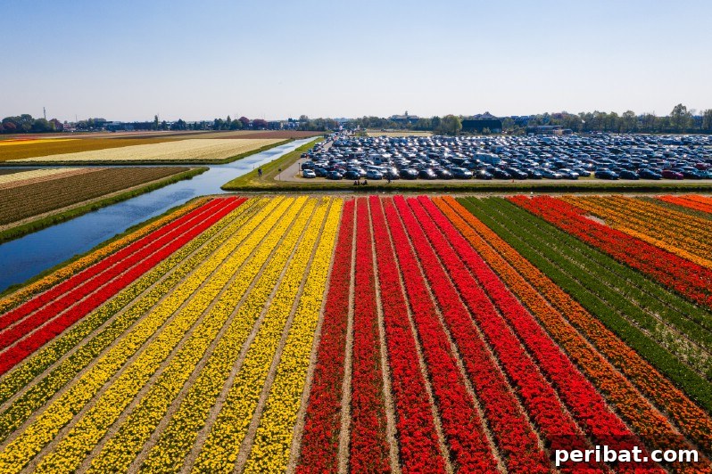 A Sea of 7 Million Blooms Netherlands Grandest Gardens in 50 Photos 18 Aerial Shot of Keukenhof Gardens
