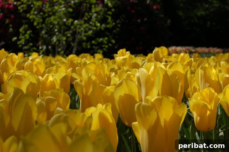 A Sea of 7 Million Blooms Netherlands Grandest Gardens in 50 Photos 19 Yellow Tulips at Keukenhof