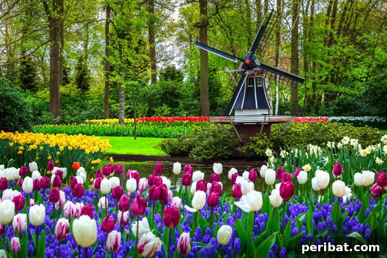 A Sea of 7 Million Blooms Netherlands Grandest Gardens in 50 Photos 3 Dutch Windmill at Keukenhof garden