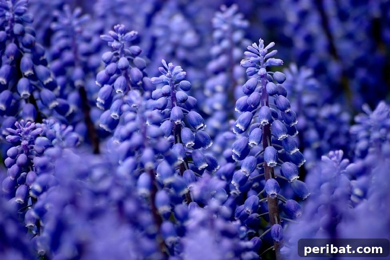 A Sea of 7 Million Blooms Netherlands Grandest Gardens in 50 Photos 21 Blue Muscari and Grape Hyacinth in Keukenhof Gardens