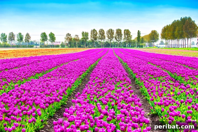 A Sea of 7 Million Blooms Netherlands Grandest Gardens in 50 Photos 23 Busy, Not Crowded Planting
