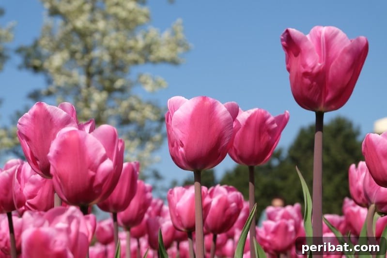 A Sea of 7 Million Blooms Netherlands Grandest Gardens in 50 Photos 26 Pink Tulips in Bloom at Keukenhof