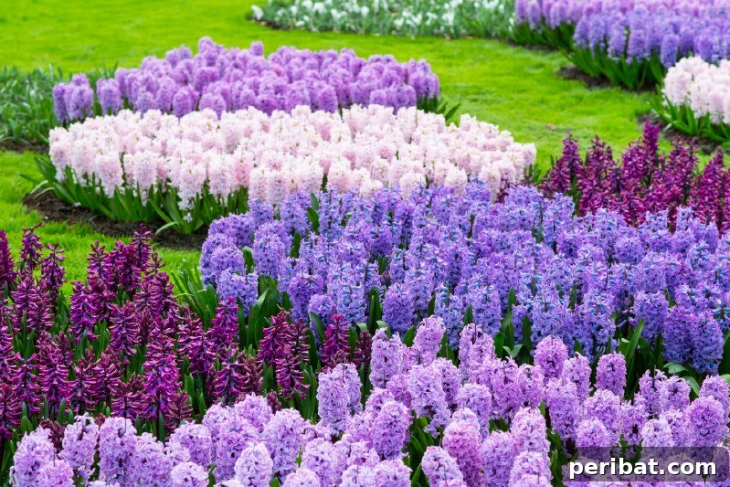 A Sea of 7 Million Blooms Netherlands Grandest Gardens in 50 Photos 27 Purple Lilac Hyacinth Flowers
