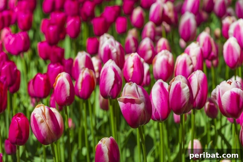 A Sea of 7 Million Blooms Netherlands Grandest Gardens in 50 Photos 31 Pink Blooms at Keukenhof