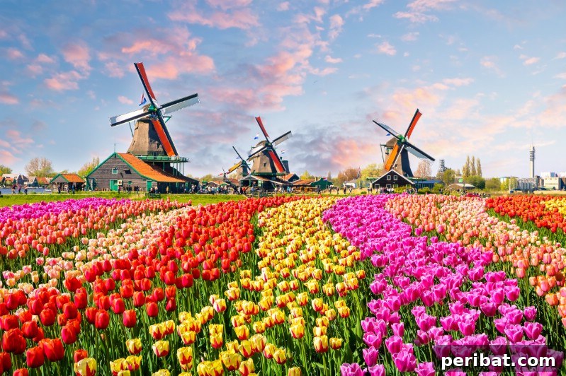 Tulip stream and windmills in the background