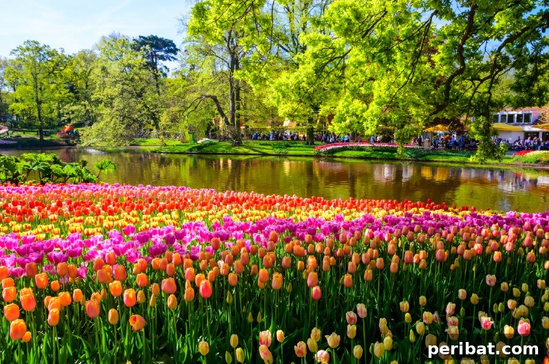 Tulip garden next to a lake