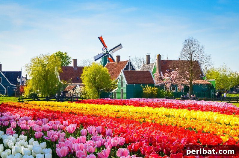 Colorful tulip garden next to cozy houses.