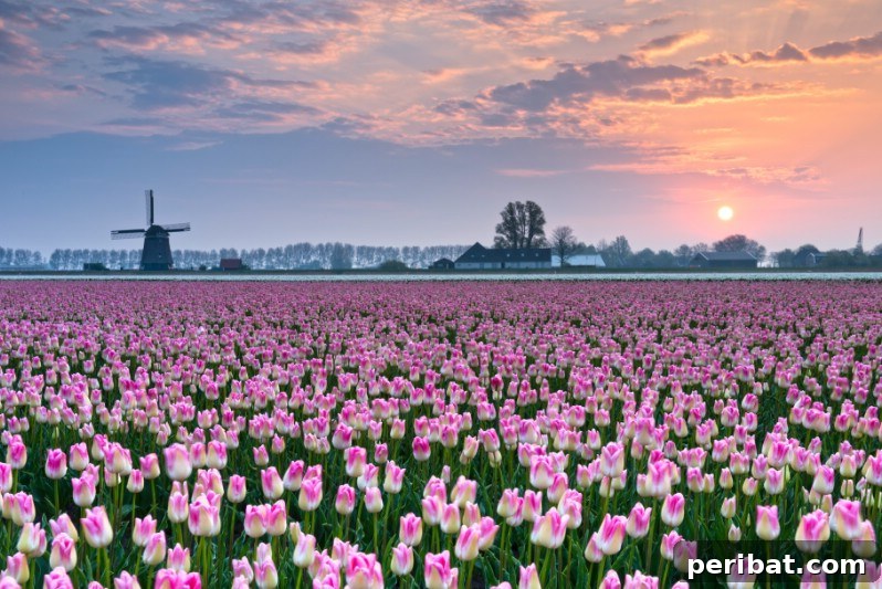 Field of pink and white tulips