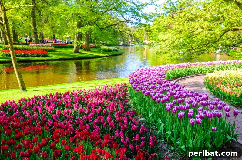 Colorful tulips next to a river