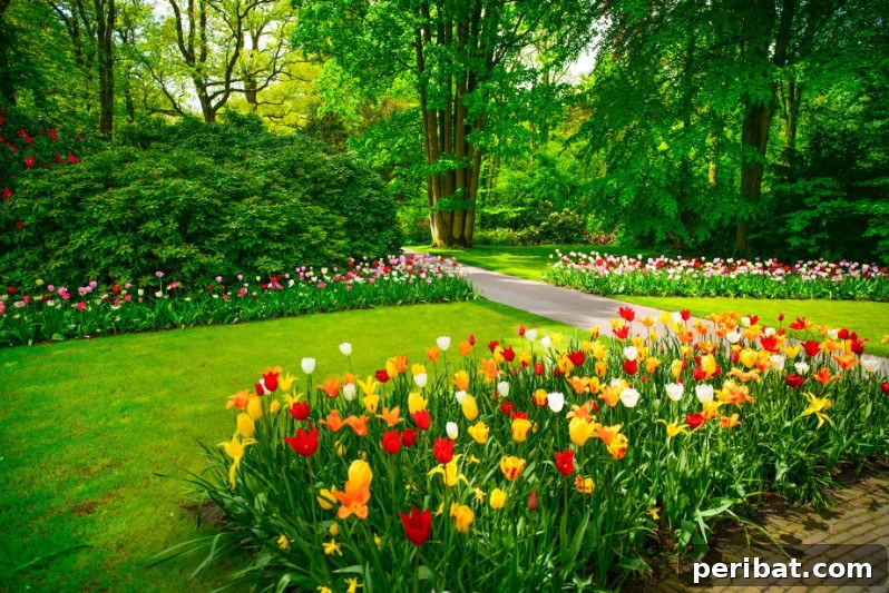 Beautiful tulip flower beds.