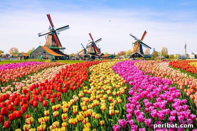 A Sea of 7 Million Blooms Netherlands Grandest Gardens in 50 Photos 5 Multiple Colors of Same Flower Species