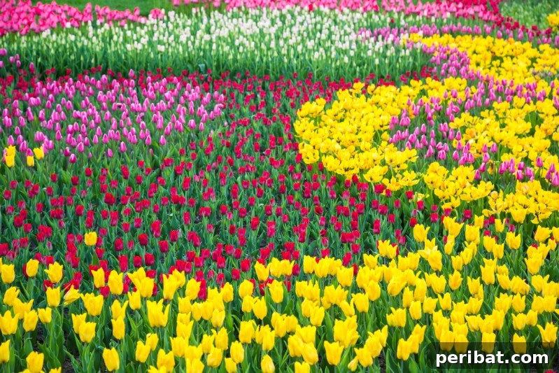 Colorful tulips blooming.