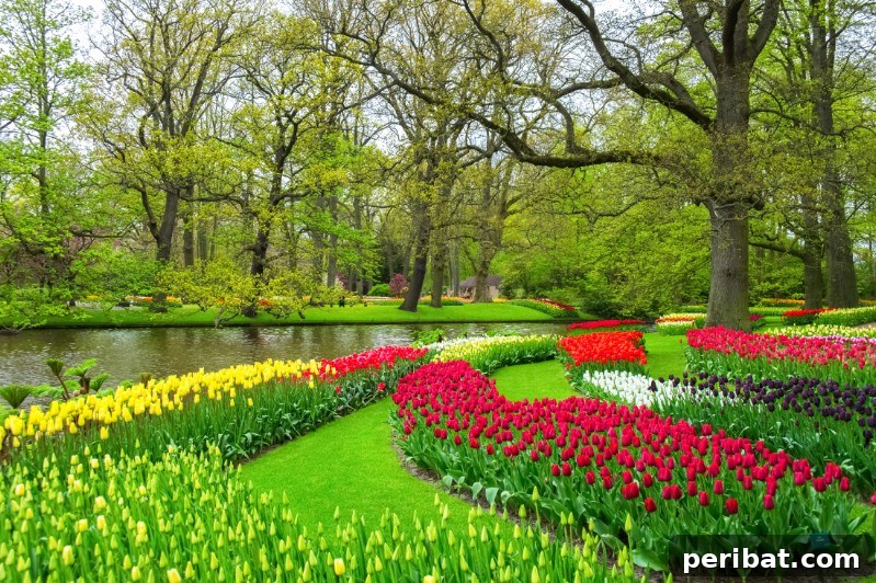 Tulips and other flowers in a Netherlands park