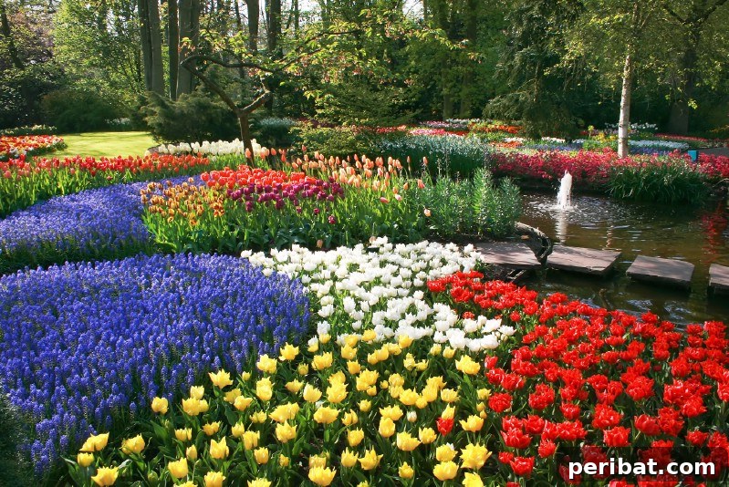 Colorful garden with lots of flowers.