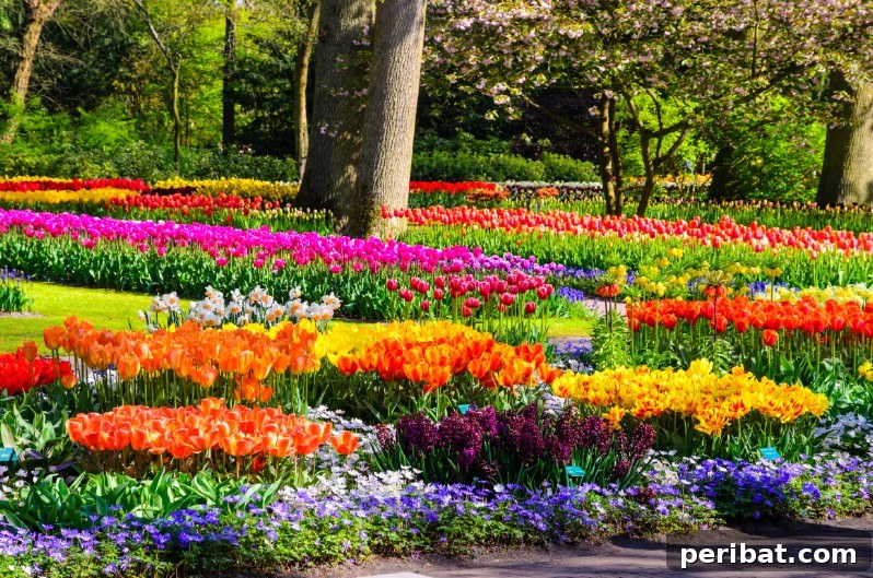 Colorful garden flowers.