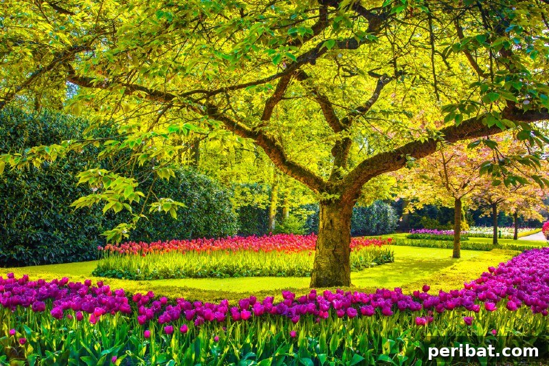 Tree with a tulip garden.