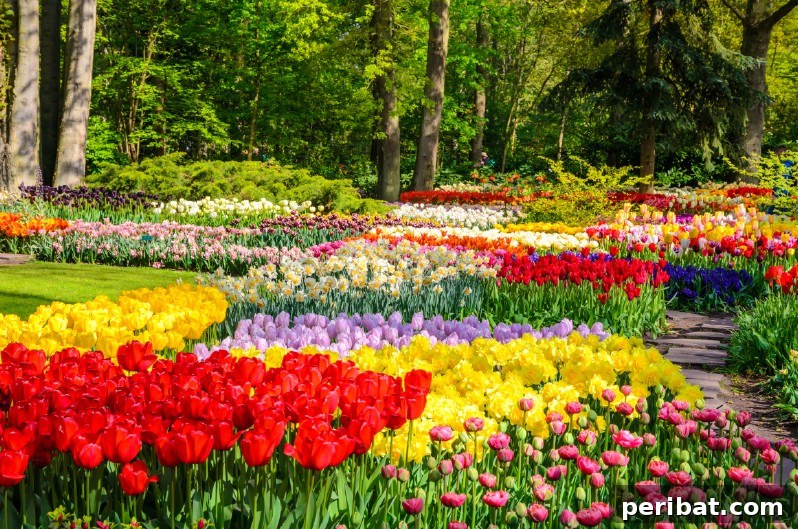 A Sea of 7 Million Blooms Netherlands Grandest Gardens in 50 Photos 9 Plant in Blocks for Convenience and Beauty