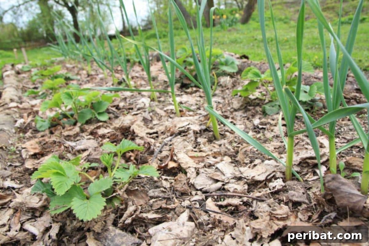 Shredded leaves used as mulch in a vegetable garden