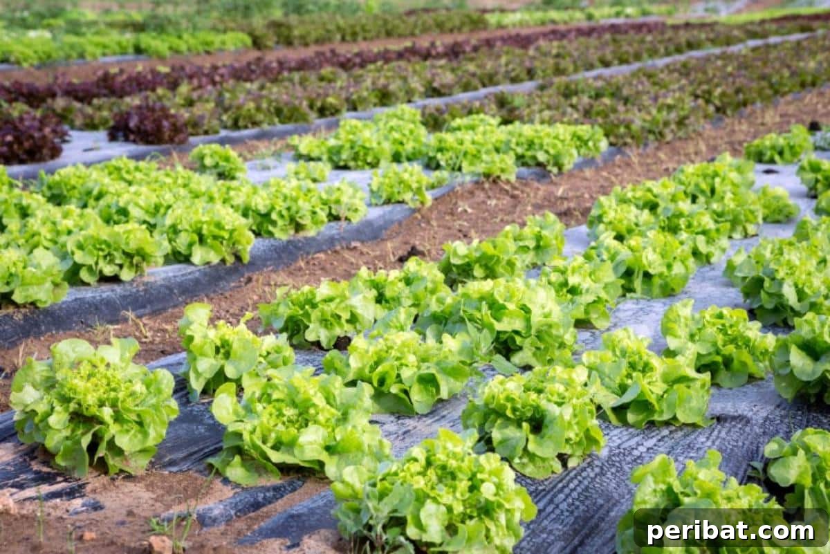 Plastic mulch used in a lettuce garden.