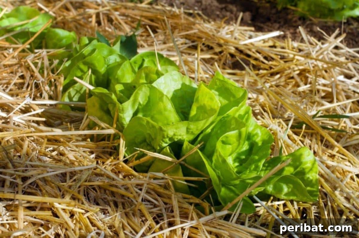 Salad growing in straw mulch.
