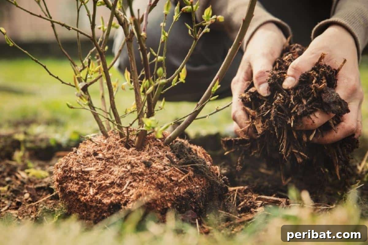 Applying mulch to a newly planted bush.