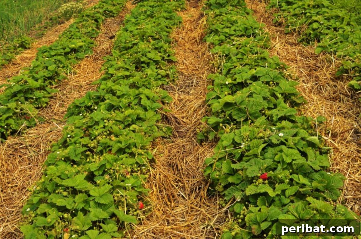 Straw mulch in a strawberry garden.