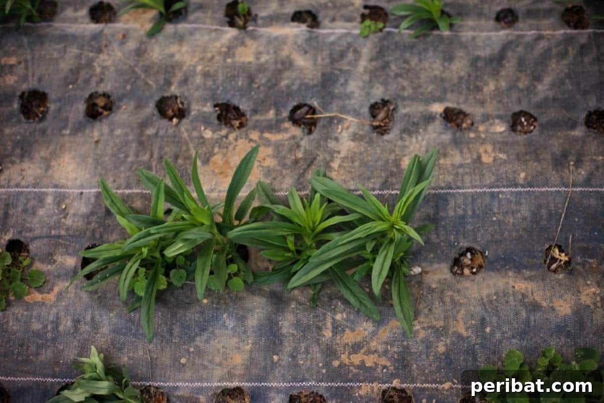 Using landscaping fabric