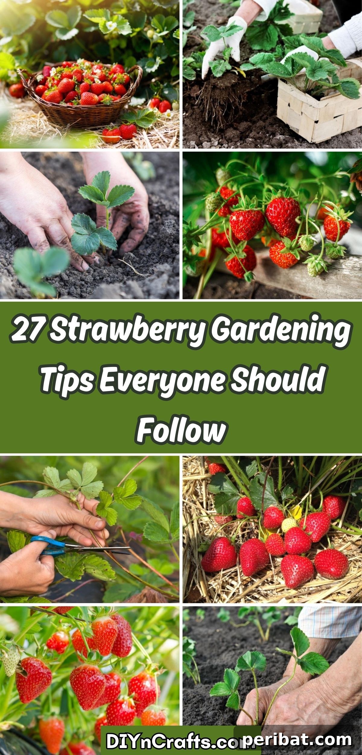 Achieve Perfect Strawberries: 27 Essential Gardening Tips 2 27 Strawberry Gardening Tips Everyone Should Follow collage.