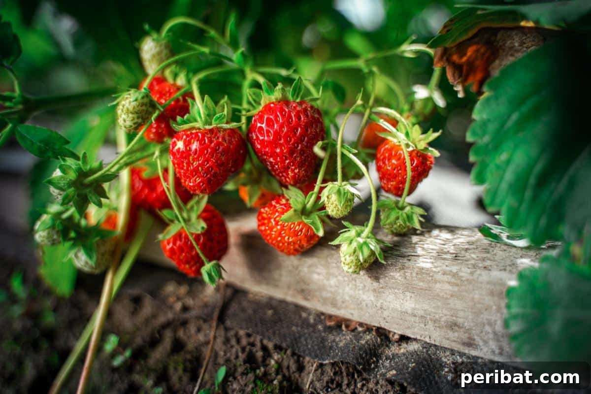 Achieve Perfect Strawberries: 27 Essential Gardening Tips 11 Ripe strawberries hanging on a plant.