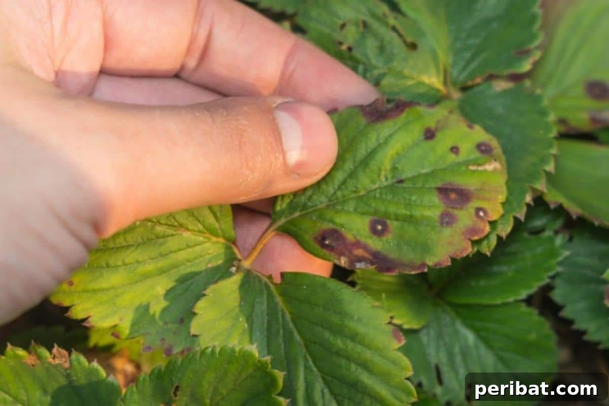 Achieve Perfect Strawberries: 27 Essential Gardening Tips 12 A hand is touching a diseased strawberry leaf.