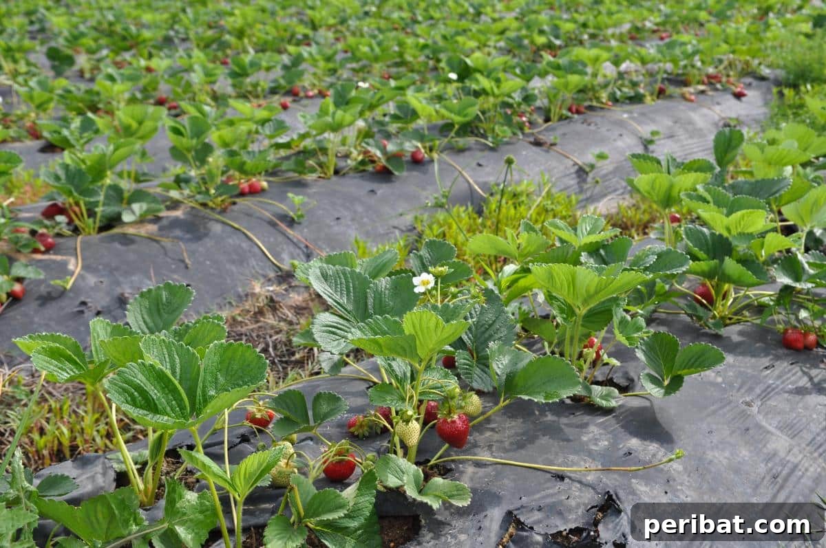 Achieve Perfect Strawberries: 27 Essential Gardening Tips 15 Strawberry rows.