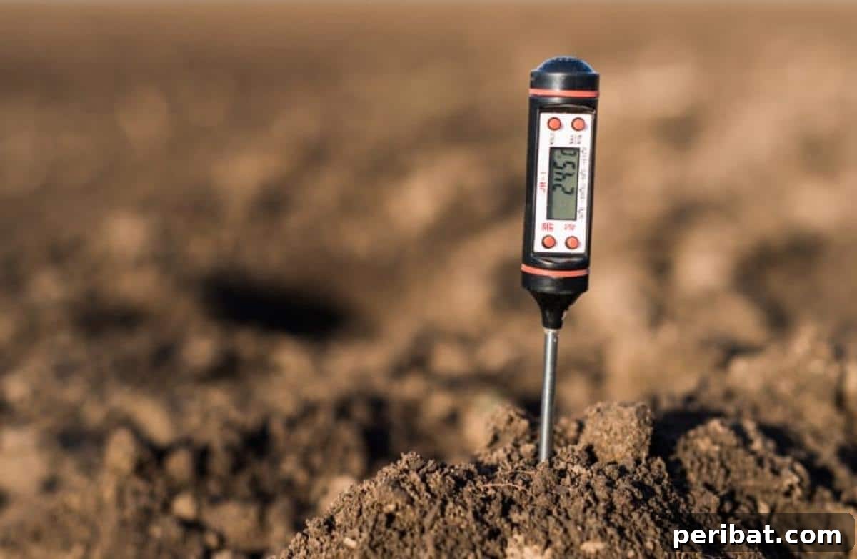Achieve Perfect Strawberries: 27 Essential Gardening Tips 17 Soil meter.