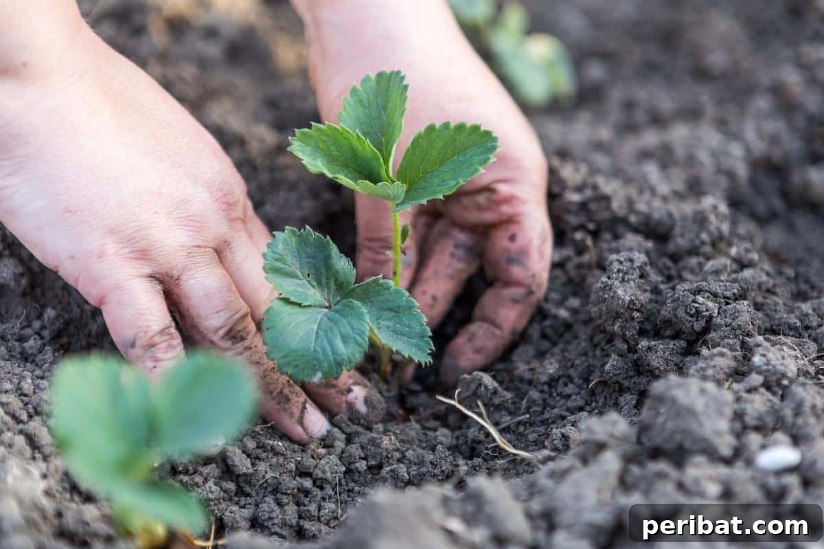 Achieve Perfect Strawberries: 27 Essential Gardening Tips 18 A gardener is planting a strawberry seedling.