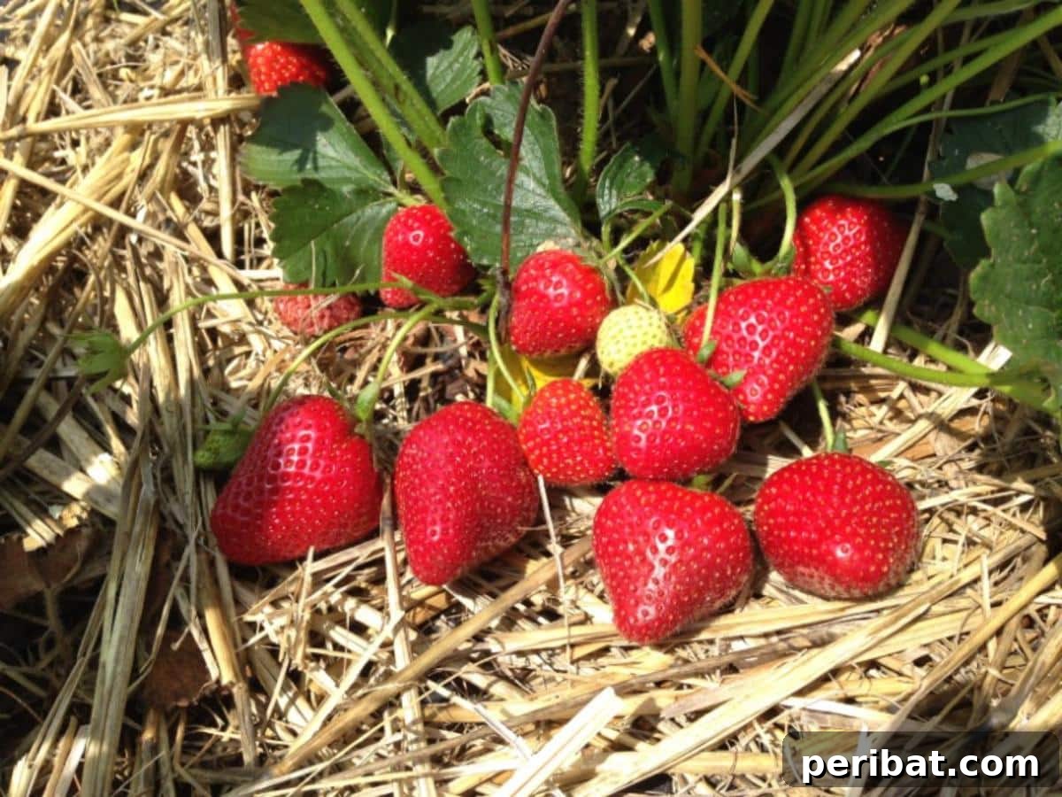 Achieve Perfect Strawberries: 27 Essential Gardening Tips 20 Strawberry planting with ripe fruits and straw mulch.