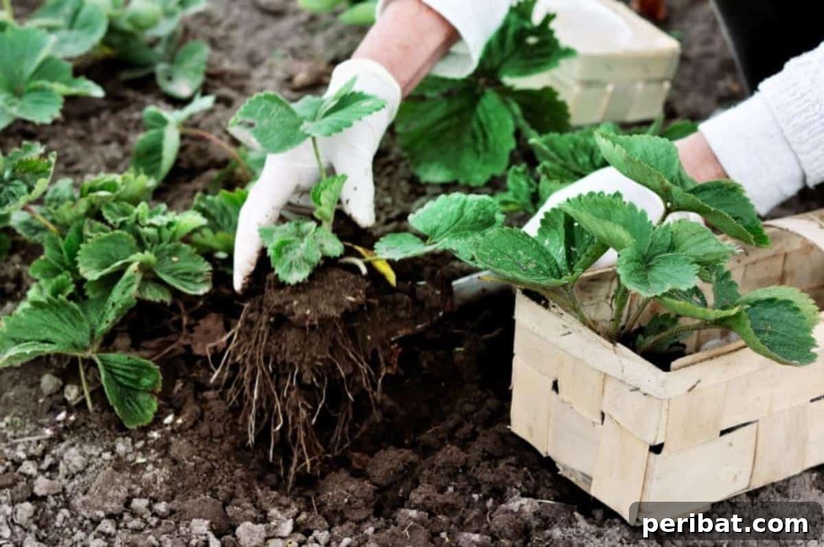 Achieve Perfect Strawberries: 27 Essential Gardening Tips 3 A gardener is planting strawberry seedlings.
