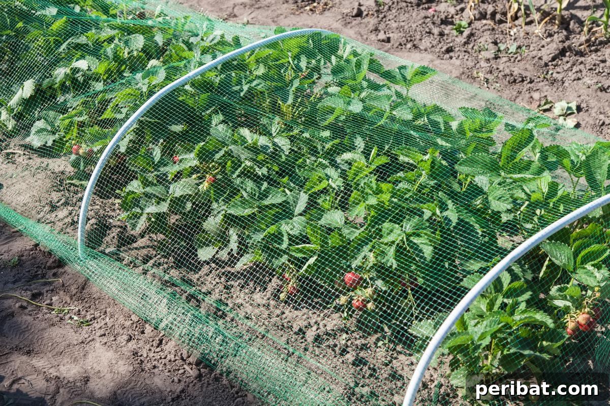 Achieve Perfect Strawberries: 27 Essential Gardening Tips 21 Strawberry row protected with a net.