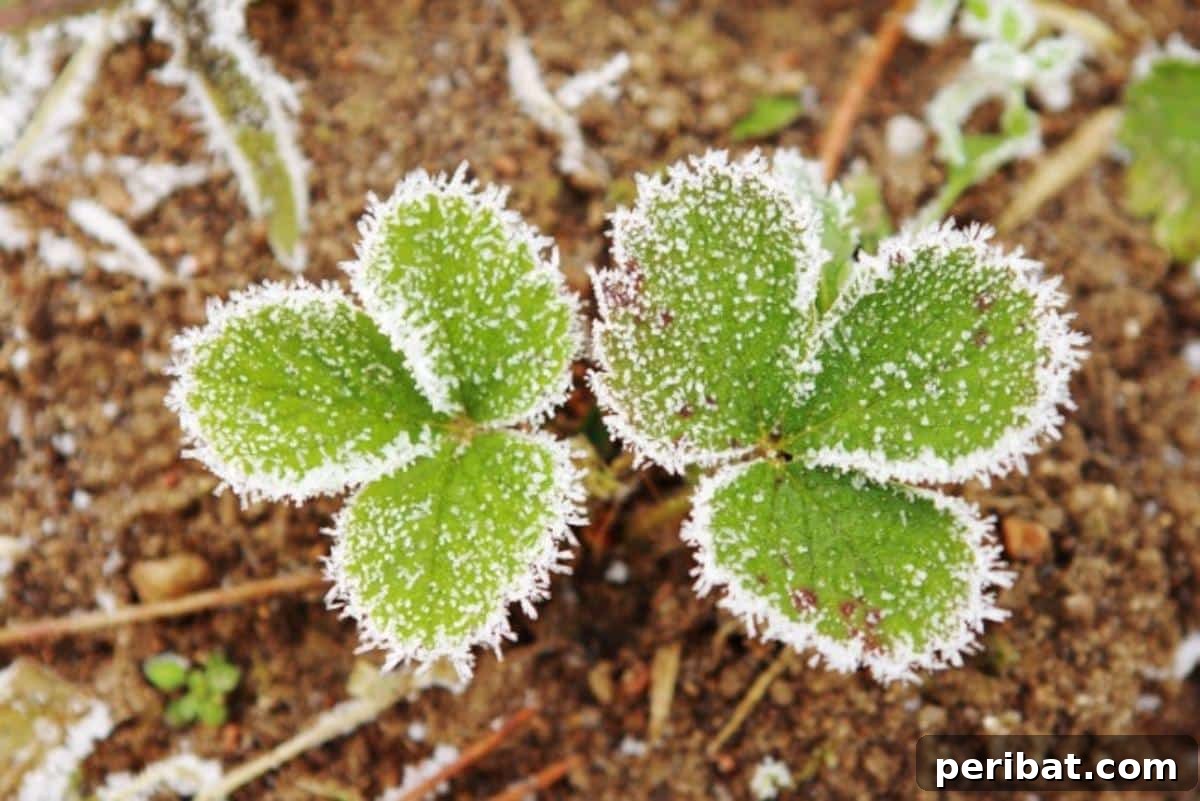 Achieve Perfect Strawberries: 27 Essential Gardening Tips 23 Strawberry plant with a light frost.