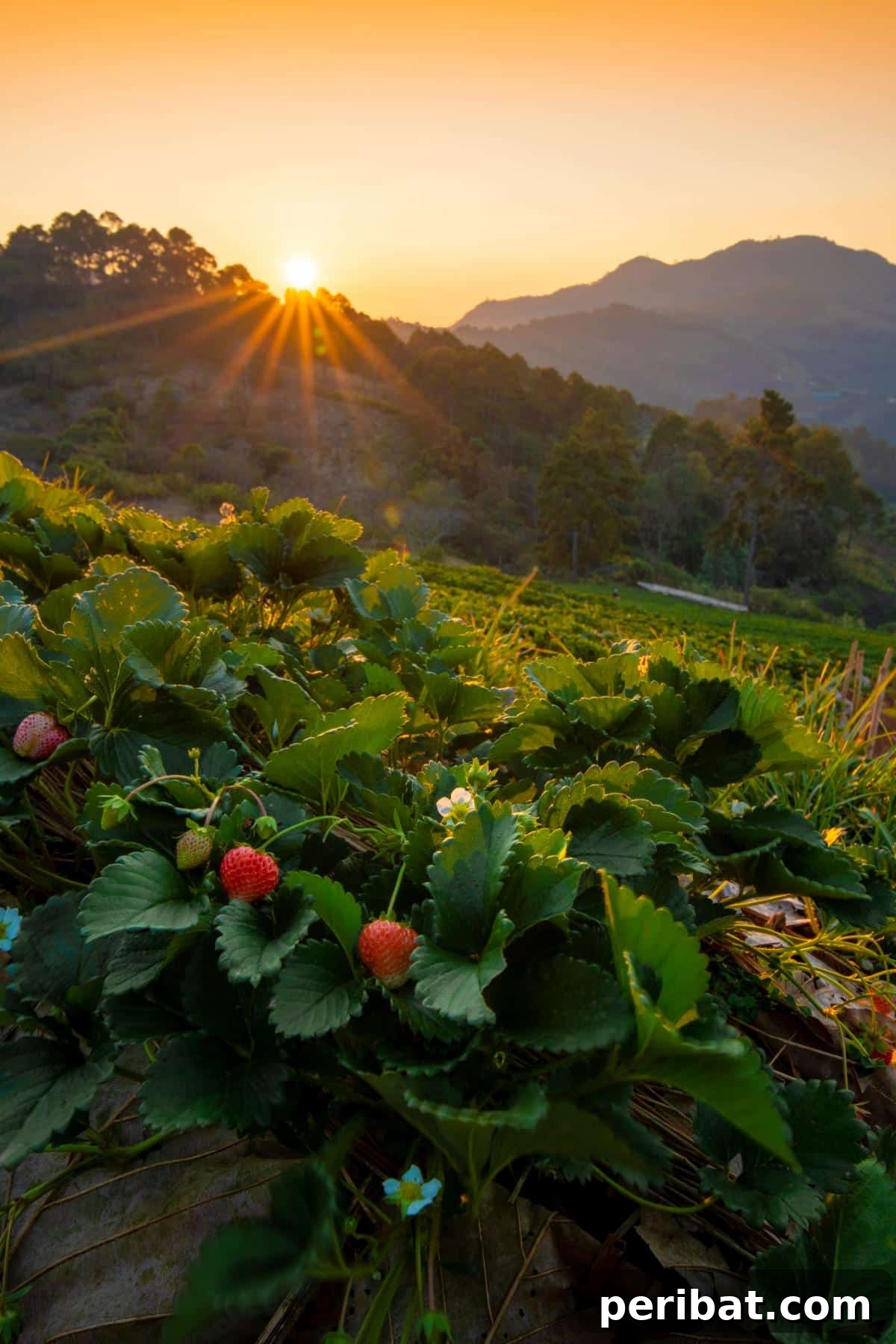 Achieve Perfect Strawberries: 27 Essential Gardening Tips 24 Strawberries growing on a hill.