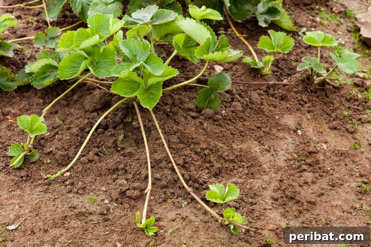Achieve Perfect Strawberries: 27 Essential Gardening Tips 26 Strawberry plant with multiple runners.