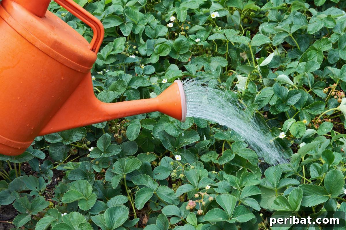 Achieve Perfect Strawberries: 27 Essential Gardening Tips 27 Watering strawberry plants.